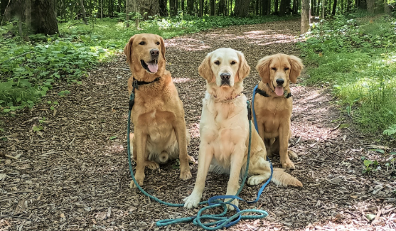 Three golden retrievers wearing leashes sitting in the middle of a trail in the woods.